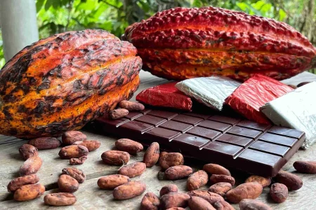 Mazorca de cacao abierta junto a una barra de chocolate artesanal